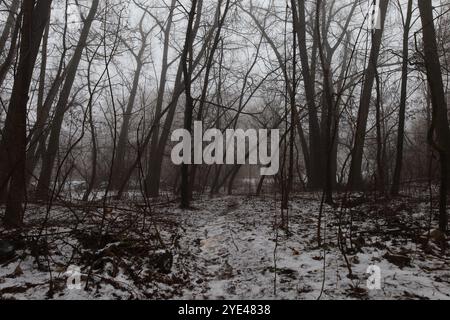 Suggestiva foresta di black metal, foresta nebbiosa, oscura e spettrale, atmosfera horror Foto Stock