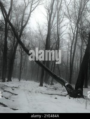 Foresta malata, scura e cupa, alberi caduti e un'atmosfera di silenzio, suggestiva foresta di metallo nero Foto Stock