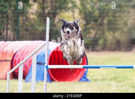 competizione di agilità con il cane in autunno Foto Stock