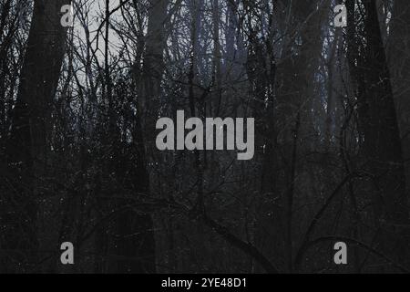 Dark horror Forest, fotografia astratta, Black Metal Forest, foresta nebbiosa dark spettrale, atmosfera horror Foto Stock