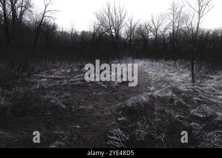 Natura nera invernale, suggestiva foresta Black Metal, foresta nebbiosa scuro spettrale, atmosfera horror Foto Stock