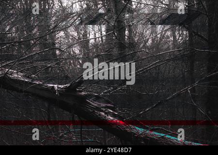 Foresta malata, scura e cupa, alberi caduti e un'atmosfera di silenzio, suggestiva foresta di metallo nero Foto Stock