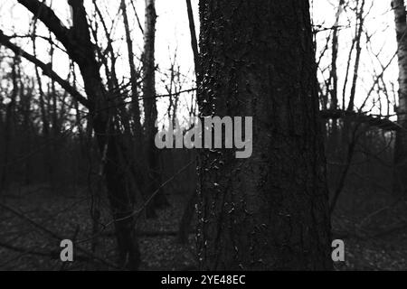 Suggestiva foresta di black metal, oscura foresta spettrale, atmosfera horror, oscurità surreale Foto Stock