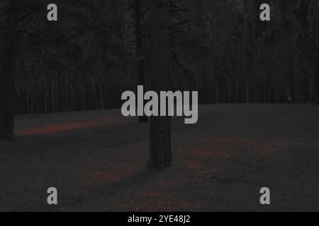 Suggestiva foresta di black metal, oscura foresta spettrale, atmosfera horror, oscurità surreale Foto Stock