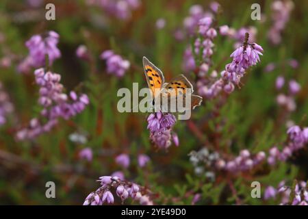 Piccola farfalla di rame che si avvicina all'Erica - Lycaena phlaeas Foto Stock