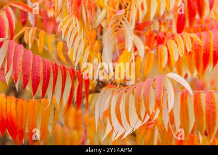 Sumach è soffice. Aceto. Foglie autunnali brillanti dai colori caldi. Primo piano di foglie autunnali rosse, arancioni e gialle su un ramo Foto Stock