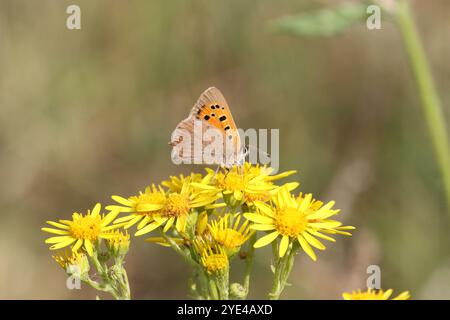 Piccola farfalla di rame maschio che nidifica su fiore giallo - Lycaena phlaeas Foto Stock