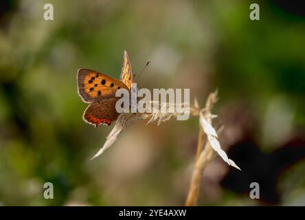 Piccola farfalla di rame - Lycaena phlaeas Foto Stock