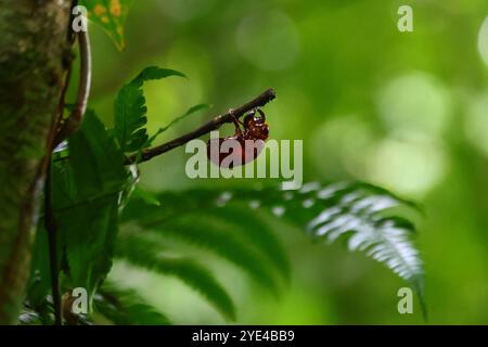 Primo piano di insetti esotici in Costa Rica Foto Stock