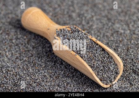 semi di papavero utilizzati in cucina e nella produzione di dessert, semi di papavero sparsi per cucinare, primo piano Foto Stock