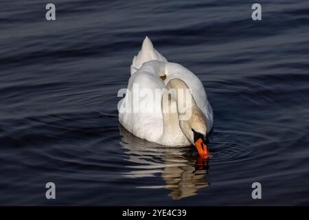 swan nuota sul lago all'inizio della primavera, un cigno solitario nuota sul lago ad aprile Foto Stock