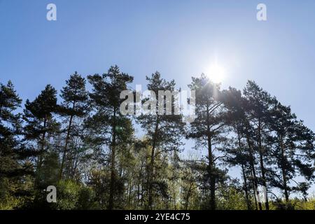foresta di pini contro il cielo, alti pini con il sole primaverile Foto Stock
