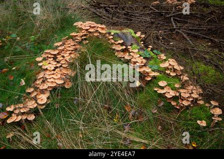 Gruppo di funghi di miele che seguono radici di pino morto, probabilmente ucciso da questo fungo patogeno vegetale Foto Stock