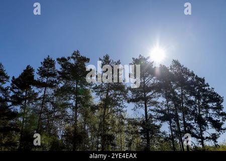 foresta di pini contro il cielo, pini in primavera soleggiata Foto Stock