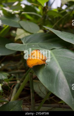 Immagine di una Vindula erota, farfalla nel giardino delle farfalle dell'aeroporto di Changi, Singapore Foto Stock