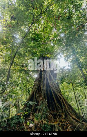 In una densa foresta pluviale, un torreggiante albero tropicale mostra la sua ampia tettoia e l'intricato sistema di radici, bagnato dalla luce del sole che filtra attraverso Foto Stock