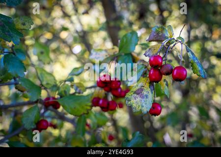 Frutti di bosco in caduta sull'albero, piccole mele selvatiche sull'albero in primo piano Foto Stock