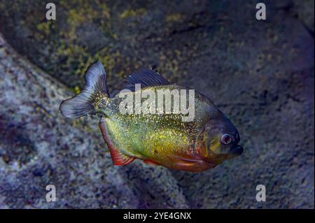 Piranha dal panciotto rosso. Uno sciame di pesci piranha. Pesci d'acqua dolce relativamente pericolosi. Piranhas dal panciotto rosso Pygocentrus nattereri - pesce sudamericano. Foto Stock