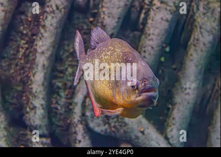 Piranha dal panciotto rosso. Uno sciame di pesci piranha. Pesci d'acqua dolce relativamente pericolosi. Piranhas dal panciotto rosso Pygocentrus nattereri - pesce sudamericano. Foto Stock