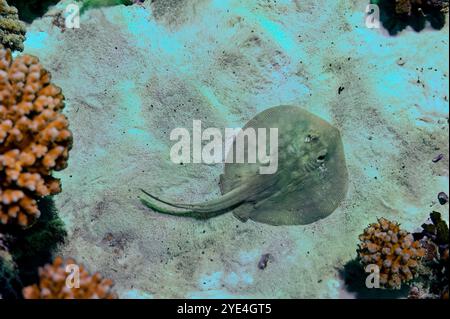 Limma di Taeniura purea blu nella barriera corallina del Mar Rosso. Tondo Stingray. Urotrygon chilensis. La pastinaca comune è pronta per l'avvio di Dasyatis Foto Stock