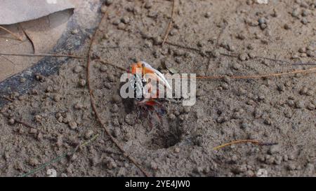 Primo piano di granchi violinieri colorati che emergono dalla sua tana di sabbia Foto Stock