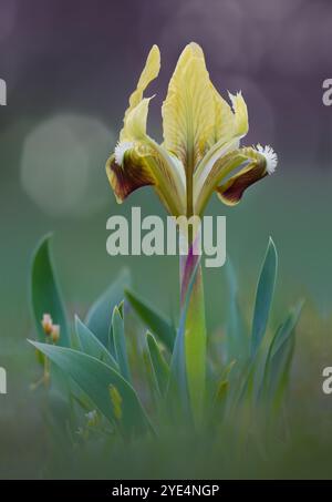 Iris pumila, a volte noto come Iris pigmeo o Iris nano, è una specie di piante effimere in fiore primaverile. Foto Stock