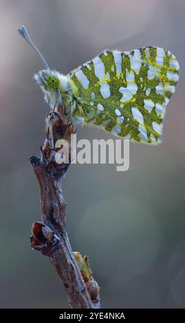 Euchloe ausonia, la orientale dannata bianca Foto Stock
