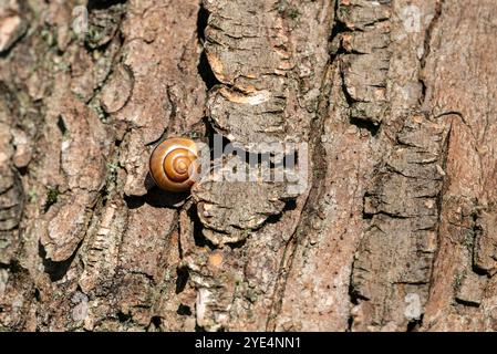 Una lumaca comune su un albero in una foresta durante una giornata di sole Foto Stock