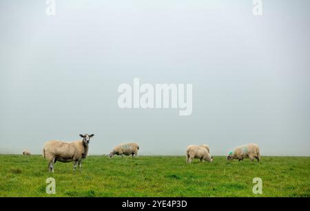 Pecore che pascolano su campi nebbiosi nel cuore delle Purbeck Hills nel Dorset, Inghilterra, Regno Unito Foto Stock