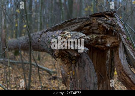 Albero rotto nella foresta Foto Stock