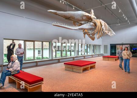 Scheletro di capodoglio Valentijn / Valentine nel NAVIGO Visserijmuseum, museo della pesca a Oostduinkerke, Koksijde, Fiandre occidentali, Belgio Foto Stock