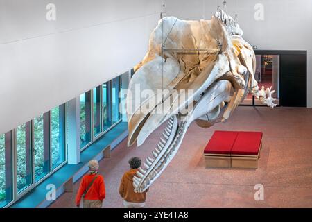 Scheletro di capodoglio Valentijn / Valentine nel NAVIGO Visserijmuseum, museo della pesca a Oostduinkerke, Koksijde, Fiandre occidentali, Belgio Foto Stock