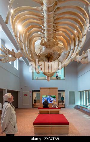 Scheletro di capodoglio Valentijn / Valentine nel NAVIGO Visserijmuseum, museo della pesca a Oostduinkerke, Koksijde, Fiandre occidentali, Belgio Foto Stock