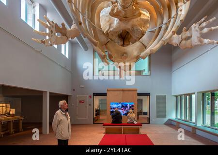 Scheletro di capodoglio Valentijn / Valentine nel NAVIGO Visserijmuseum, museo della pesca a Oostduinkerke, Koksijde, Fiandre occidentali, Belgio Foto Stock