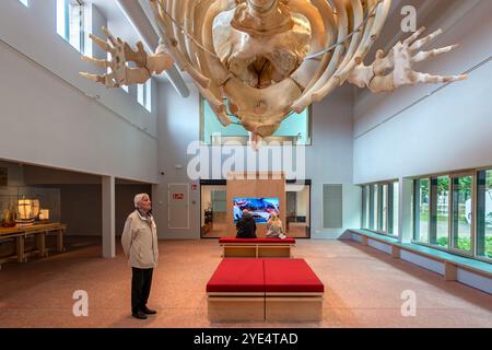 Scheletro di capodoglio Valentijn / Valentine nel NAVIGO Visserijmuseum, museo della pesca a Oostduinkerke, Koksijde, Fiandre occidentali, Belgio Foto Stock