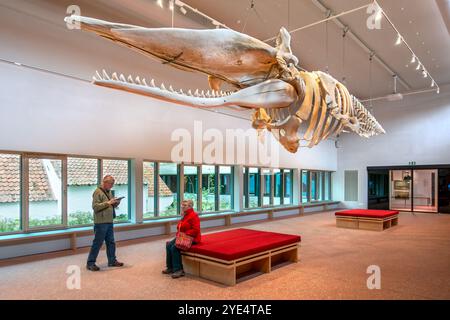 Scheletro di capodoglio Valentijn / Valentine nel NAVIGO Visserijmuseum, museo della pesca a Oostduinkerke, Koksijde, Fiandre occidentali, Belgio Foto Stock