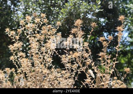 I semi di Cardo si dirigono dopo la fioritura, in un prato di campagna Foto Stock