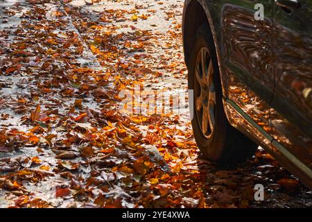 Augusta, Baviera, Germania - 29 ottobre 2024: L'autunno parte sulla strada. Immagine simbolica dell'aumento del rischio di scivolamento degli pneumatici in caso di pioggia *** Herbstlaub auf der Straße. Symbolbild erhöhte Rutschgefahr für Reifen bei feuchtem Wetter Foto Stock