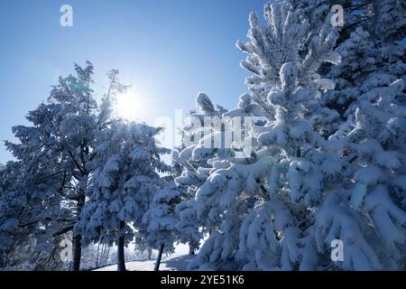 Alberi innevati. Foresta invernale. Foto Stock