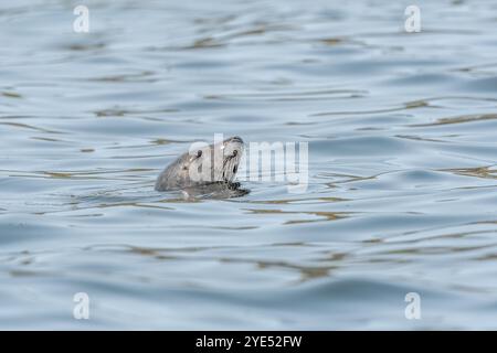 La foca grigia (Halichoerus grypus) si presenta prima di immergersi nuovamente. Ouessant, Finistere, Bretagne, Francia, Europa Foto Stock