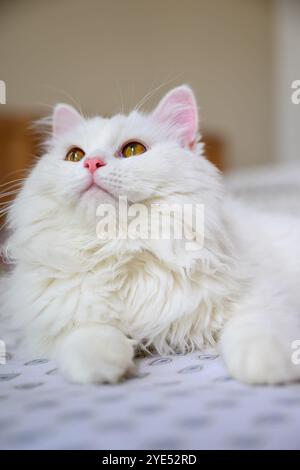 Primo piano ritratto di un gatto su un letto a casa Foto Stock