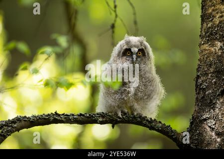 Soffice gufo dalle orecchie lunghe (asio otus) seduto sul ramo della betulla. Uccelli in habitat naturale, repubblica ceca Foto Stock