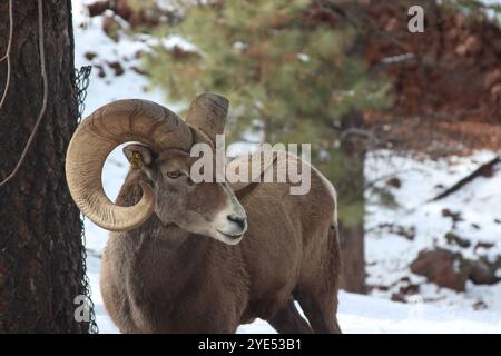 pecore delle montagne rocciose nella neve Foto Stock