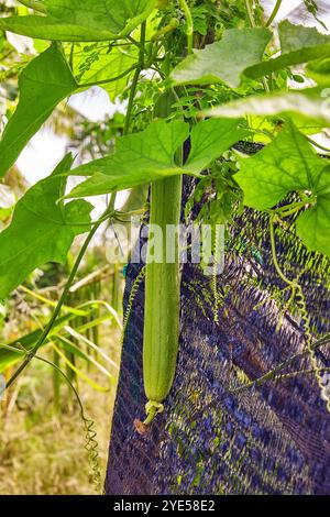 Trichosanthes - serpentina cetriolo in isole Maldive. Foto Stock