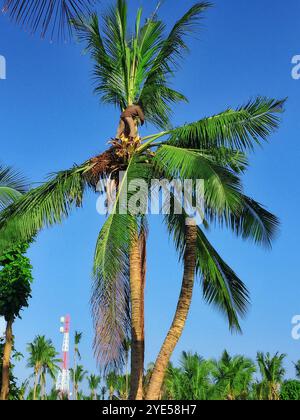 Albero di cocco con frutti-noci di cocco,su un isola tropicale nelle Maldive, parte centrale dell'Oceano Indiano. Foto Stock