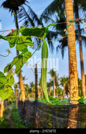 Trichosanthes - serpentina cetriolo in isole Maldive. Foto Stock