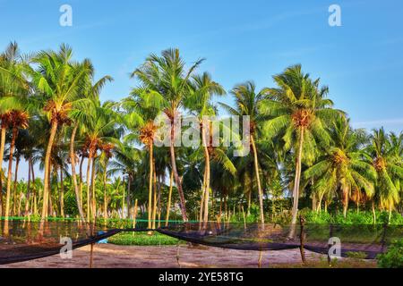 Albero di cocco con frutti-noci di cocco,su un isola tropicale nelle Maldive, parte centrale dell'Oceano Indiano. Foto Stock