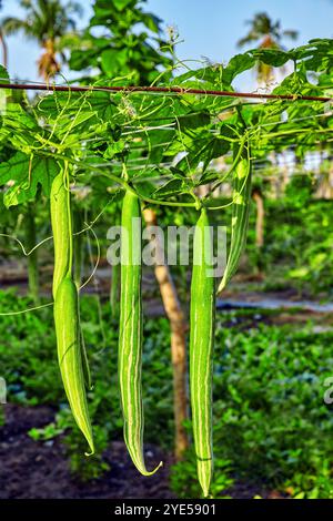 Trichosanthes - serpentina cetriolo in isole Maldive. Foto Stock