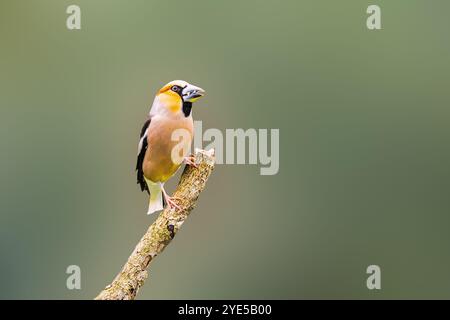 Primo piano di un Hawfinch maschio, Coccothraustes coccothraustes, appoggiato su un ramo orizzontale su sfondo ombroso verde scuro Foto Stock