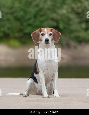 Beagle cane seduto sulla sabbia vicino al fiume e guardando la macchina fotografica Foto Stock